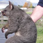 Gh13 Wallaby 04