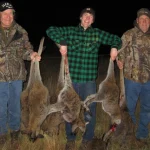 Gh13 Wallaby 06