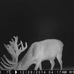 Trailcam2015 08