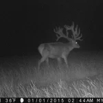 Trailcam2015 13