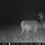 Trailcam2015 15