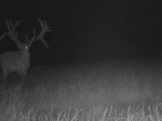 Trailcam2015 16