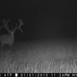 Trailcam2015 16