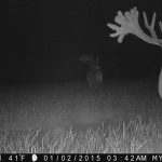 Trailcam2015 17