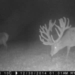 Trailcam2015 22