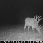 Trailcam2015 32