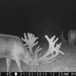 Trailcam2015 35