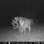 Trailcam2015 36