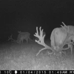 Trailcam2015 37