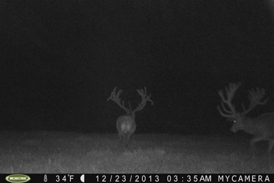 Trailcam14 01