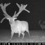 Trailcam14 02