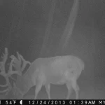 Trailcam14 22