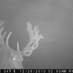 Trailcam14 27