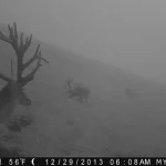 Trailcam14 29