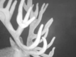 Trailcam14 30